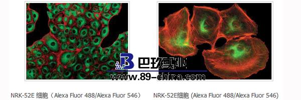 BX63顯微鏡